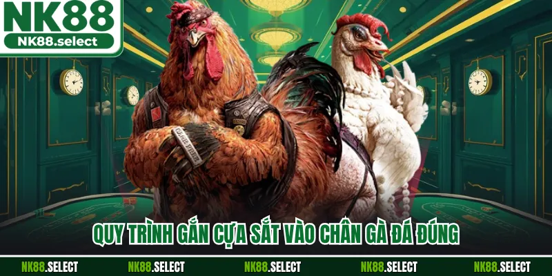 Quy trình gắn cựa sắt vào chân gà đá đúng